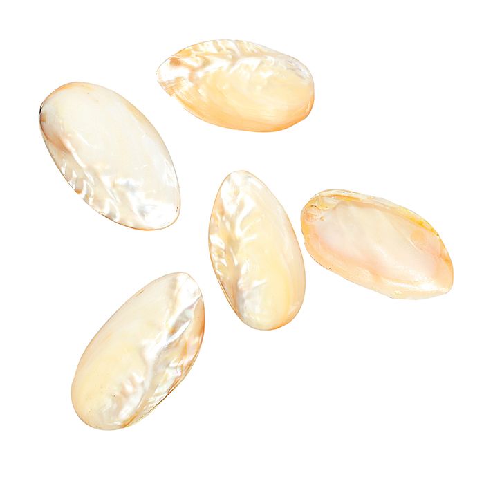 Clam Shells, Set of 5